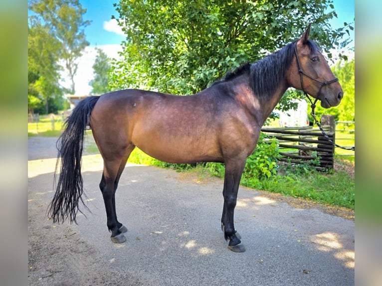 Weitere Warmblüter Stute 8 Jahre 162 cm Dunkelbrauner in Suhlendorf