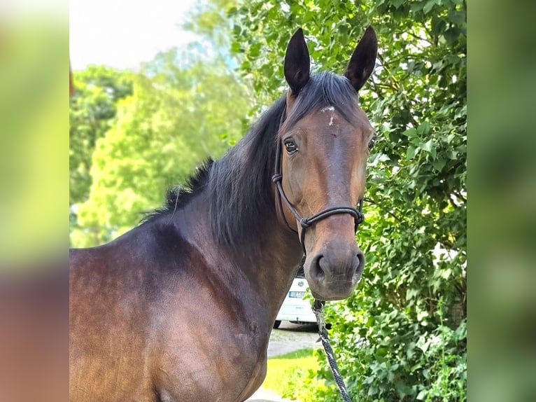 Weitere Warmblüter Stute 8 Jahre 162 cm Dunkelbrauner in Suhlendorf