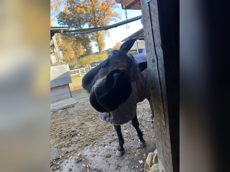 Weitere Warmblüter Stute 8 Jahre 162 cm Dunkelbrauner in Suhlendorf