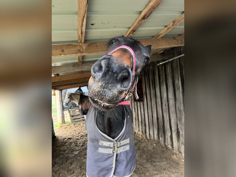 Weitere Warmblüter Stute 8 Jahre 162 cm Dunkelbrauner in Suhlendorf