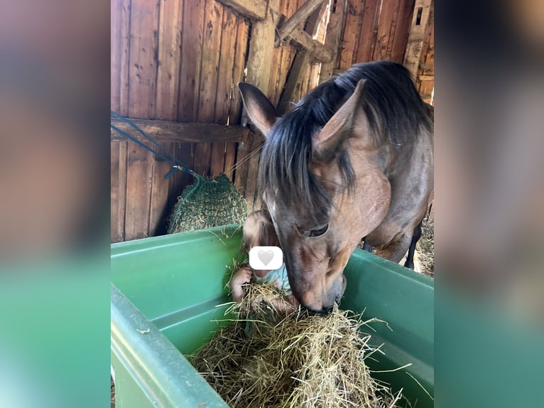 Weitere Warmblüter Stute 8 Jahre 162 cm Dunkelbrauner in Suhlendorf