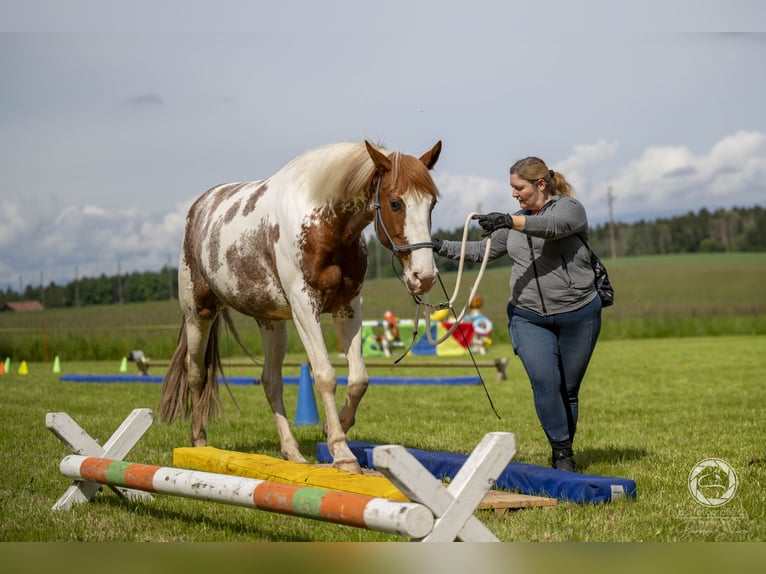 Weitere Warmblüter Mix Stute 8 Jahre 162 cm Schecke in Rapperswil BE