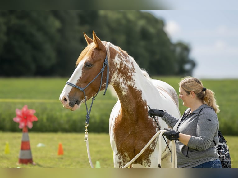Weitere Warmblüter Mix Stute 8 Jahre 162 cm Schecke in Rapperswil BE