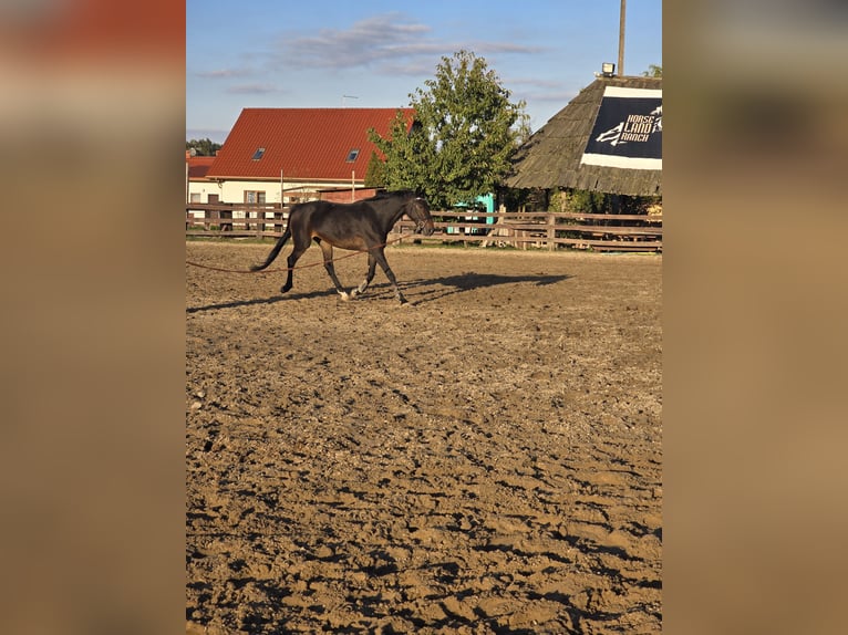 Weitere Warmblüter Stute 8 Jahre 162 cm Schwarzbrauner in Katowice