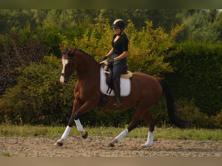 Weitere Warmblüter Stute 8 Jahre 165 cm Brauner in Feliks&#xF3;w