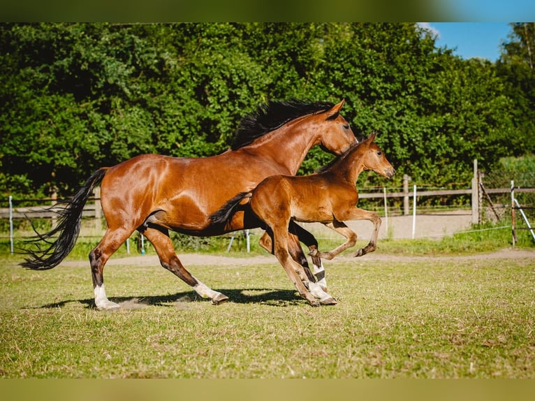 Weitere Warmblüter Stute 8 Jahre 165 cm Brauner in Feliks&#xF3;w