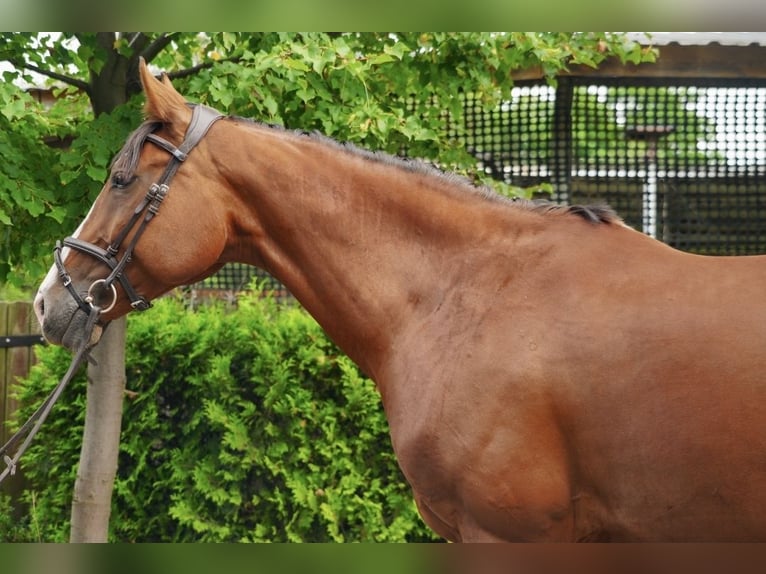 Weitere Warmblüter Stute 8 Jahre 165 cm Brauner in Feliks&#xF3;w