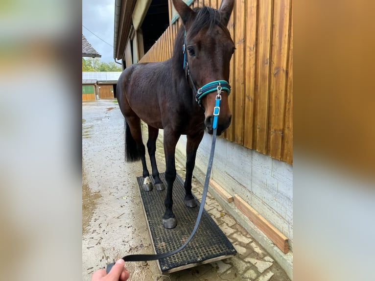 Weitere Warmblüter Stute 8 Jahre 165 cm Brauner in Monheim