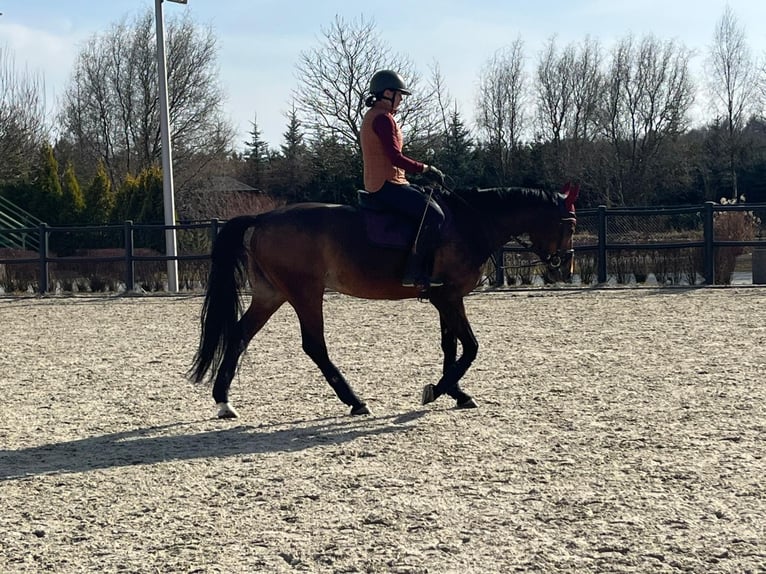 Weitere Warmblüter Stute 8 Jahre 165 cm Brauner in Ptakowice