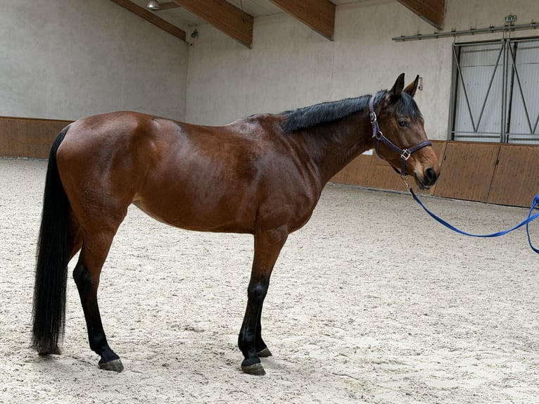 Weitere Warmblüter Stute 8 Jahre 165 cm Brauner in Ptakowice