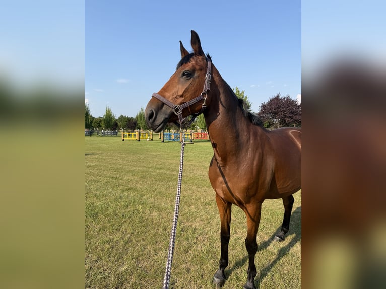 Weitere Warmblüter Stute 8 Jahre 165 cm Brauner in Ptakowice