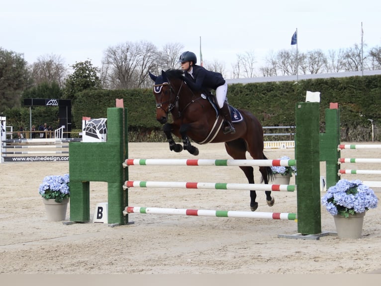Weitere Warmblüter Stute 8 Jahre 165 cm Brauner in Carate Brianza
