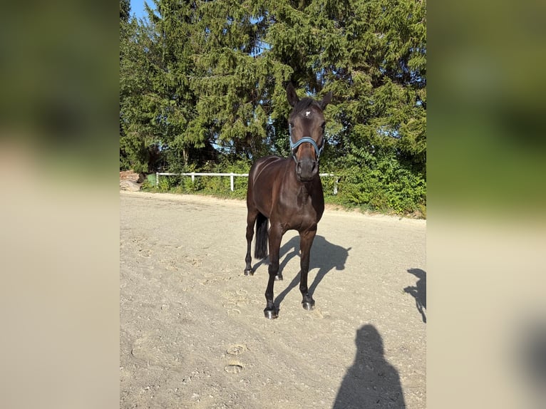 Weitere Warmblüter Stute 8 Jahre 165 cm Dunkelbrauner in Warstein