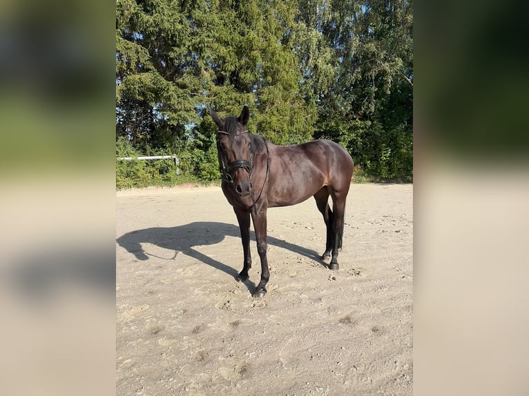 Weitere Warmblüter Stute 8 Jahre 165 cm Dunkelbrauner in Warstein