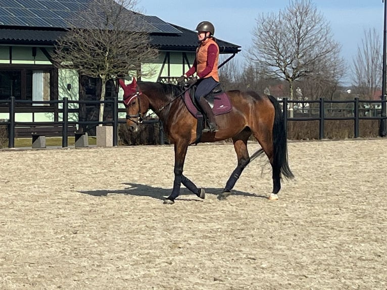 Weitere Warmblüter Stute 8 Jahre 165 cm Rotbrauner in Świętoszowice