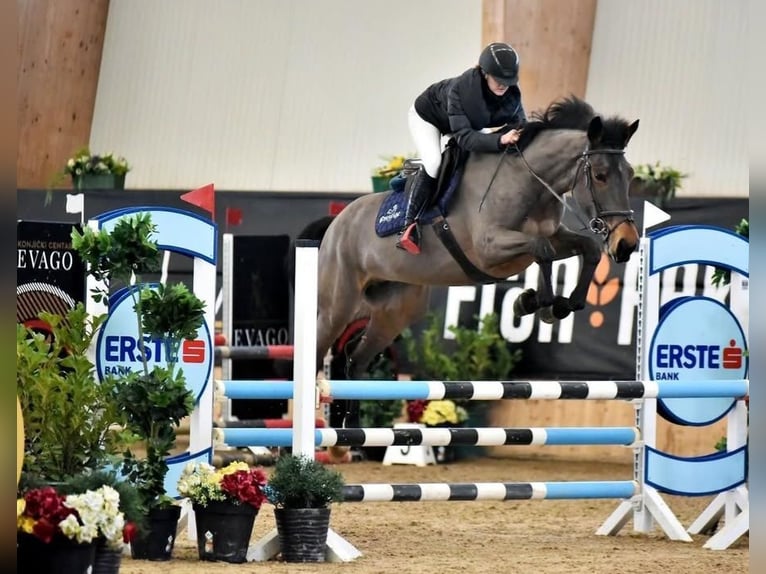 Weitere Warmblüter Stute 8 Jahre 165 cm in Ptuj