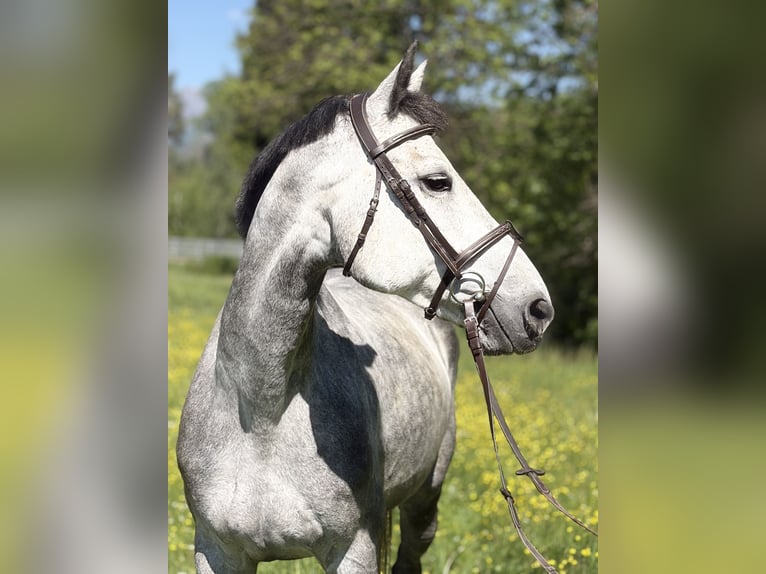 Weitere Warmblüter Stute 8 Jahre 167 cm Schimmel in Sankt Peter am Kammersberg