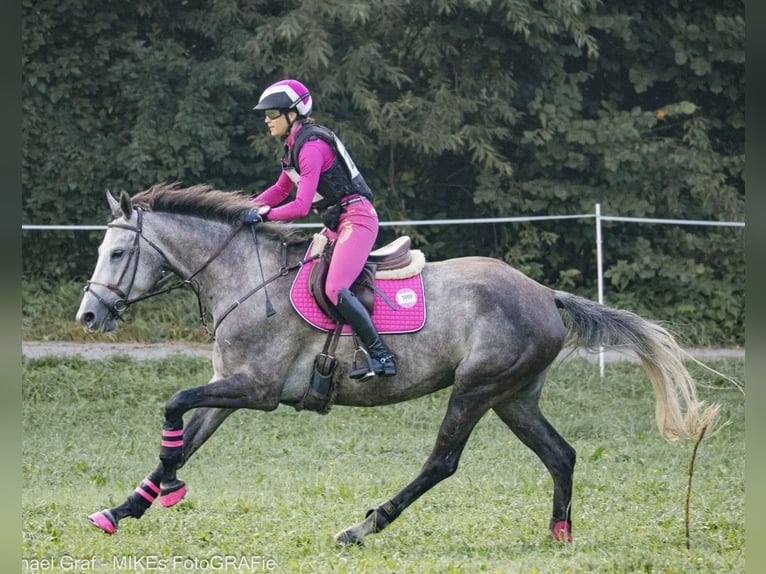 Weitere Warmblüter Stute 8 Jahre 167 cm Schimmel in Sankt Peter am Kammersberg