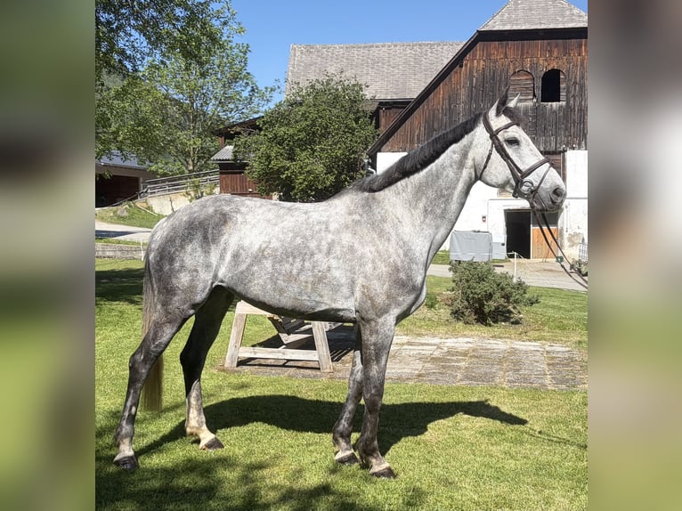 Weitere Warmblüter Stute 8 Jahre 167 cm Schimmel in Sankt Peter am Kammersberg