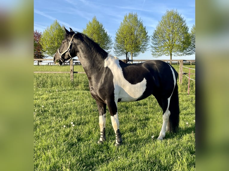 Weitere Warmblüter Stute 8 Jahre 168 cm Schecke in D&#xFC;sseldorf
