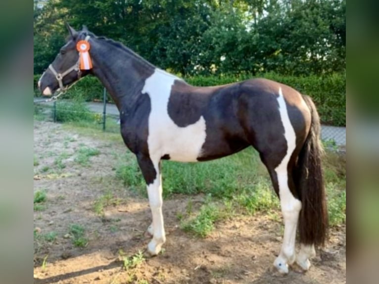Weitere Warmblüter Stute 8 Jahre 168 cm Schecke in D&#xFC;sseldorf