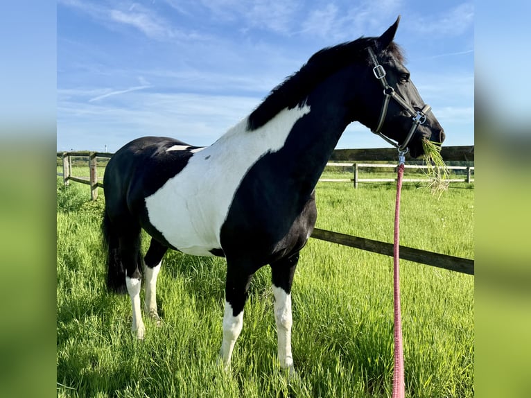 Weitere Warmblüter Stute 8 Jahre 168 cm Schecke in D&#xFC;sseldorf