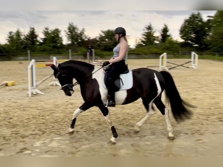 Weitere Warmblüter Stute 8 Jahre 168 cm Schecke in D&#xFC;sseldorf
