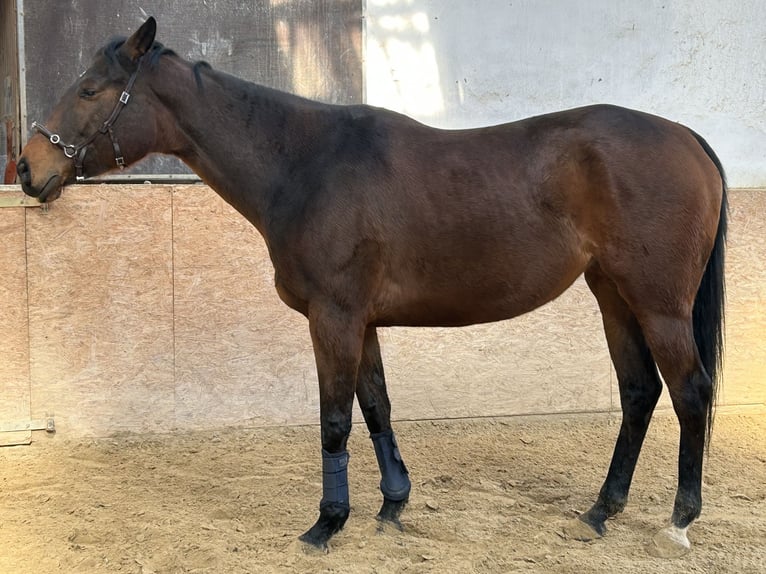 Weitere Warmblüter Stute 8 Jahre 170 cm Dunkelbrauner in Butzbach