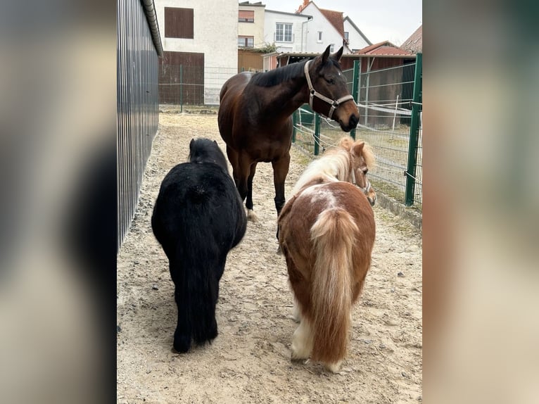 Weitere Warmblüter Stute 8 Jahre 170 cm Dunkelbrauner in Butzbach