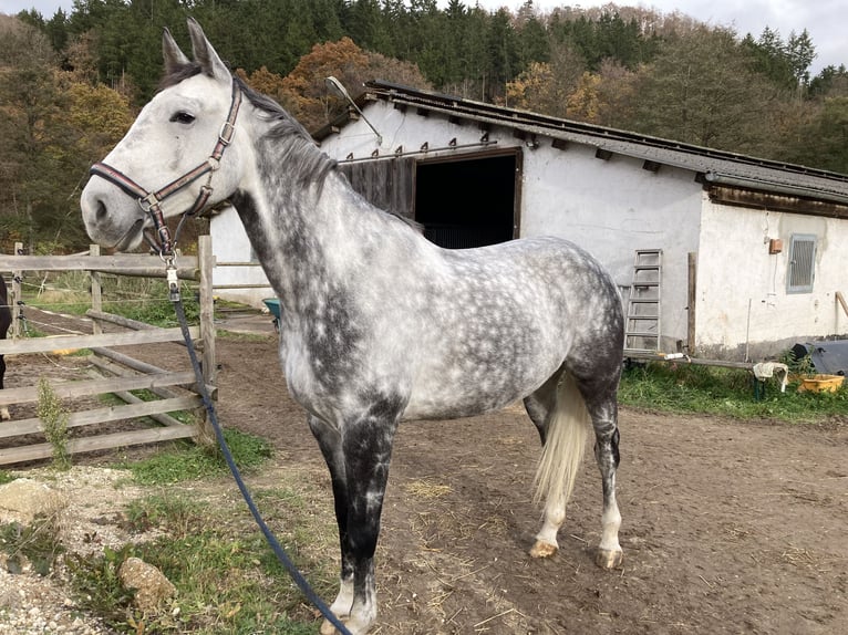 Weitere Warmblüter Stute 8 Jahre 170 cm Schimmel in Üxheim