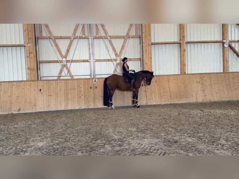 Weitere Warmblüter Stute 8 Jahre 175 cm Brauner in Gundelfingen an der Donau