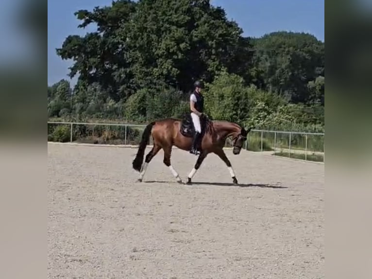Weitere Warmblüter Stute 8 Jahre 175 cm Brauner in Gundelfingen an der Donau
