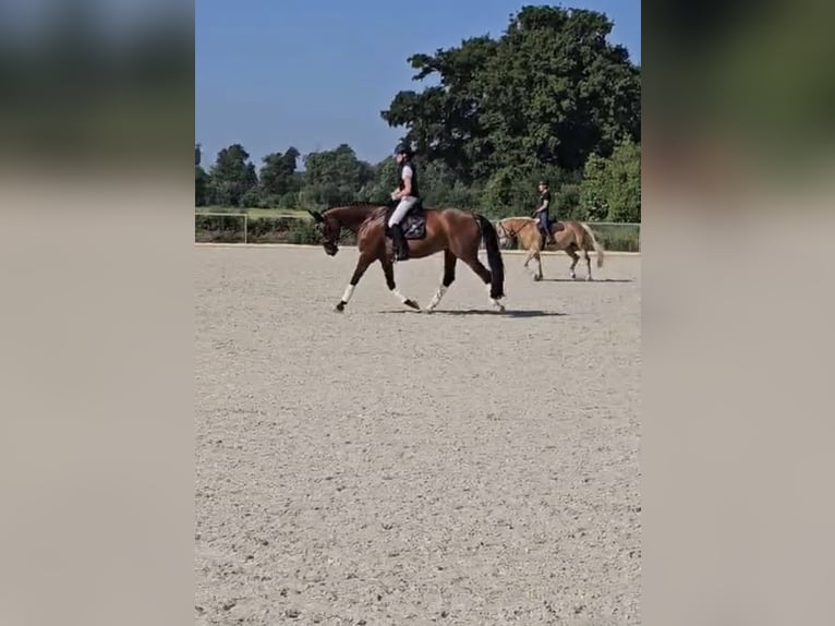 Weitere Warmblüter Stute 8 Jahre 175 cm Brauner in Gundelfingen an der Donau