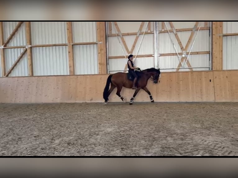 Weitere Warmblüter Stute 8 Jahre 175 cm Brauner in Gundelfingen an der Donau