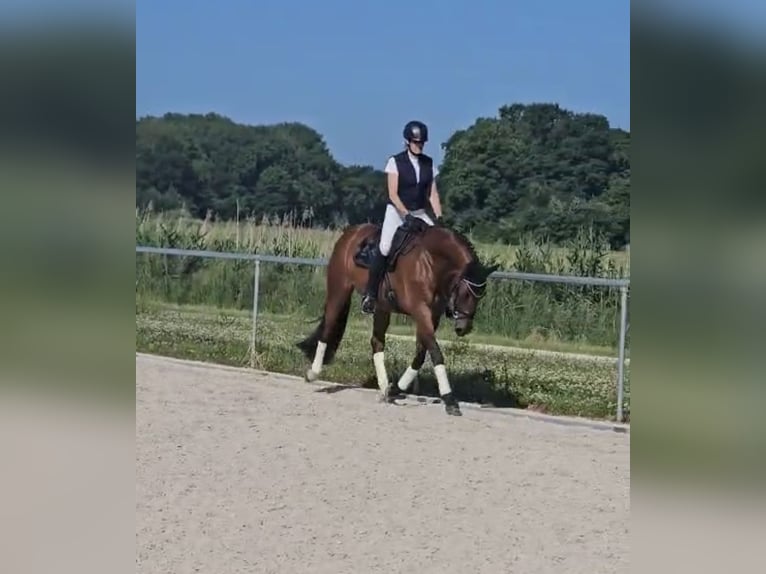 Weitere Warmblüter Stute 8 Jahre 175 cm Brauner in Gundelfingen an der Donau