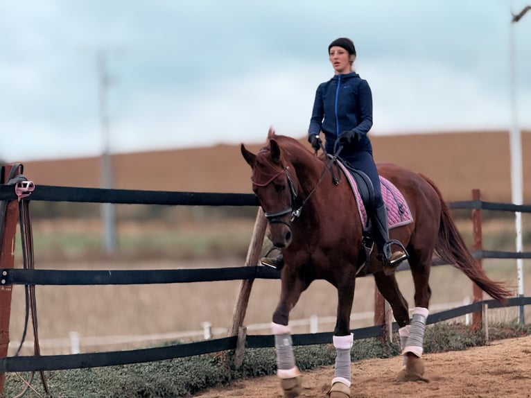 Weitere Warmblüter Stute 8 Jahre 175 cm Dunkelfuchs in Trzebnica
