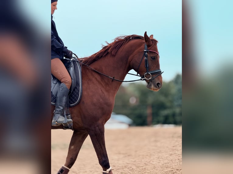 Weitere Warmblüter Stute 8 Jahre 175 cm Dunkelfuchs in Trzebnica