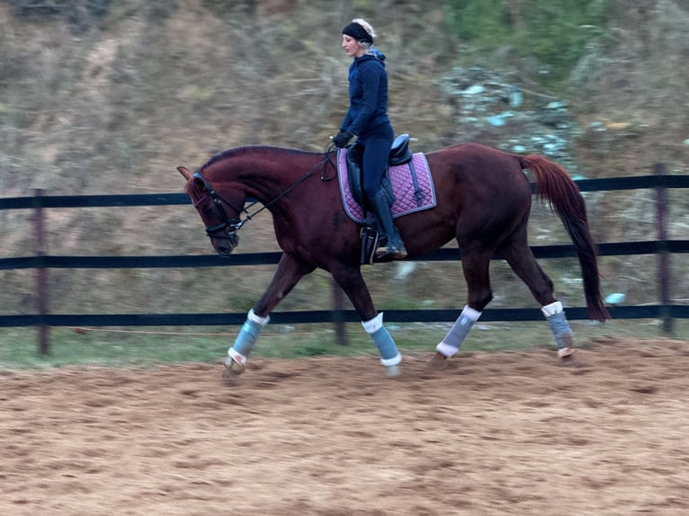Weitere Warmblüter Stute 8 Jahre 175 cm Dunkelfuchs in Trzebnica