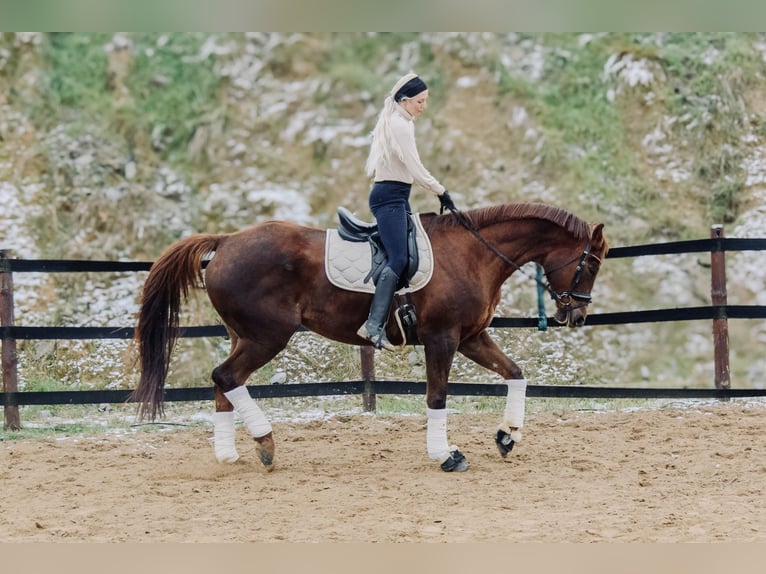Weitere Warmblüter Stute 8 Jahre 175 cm Dunkelfuchs in Trzebnica