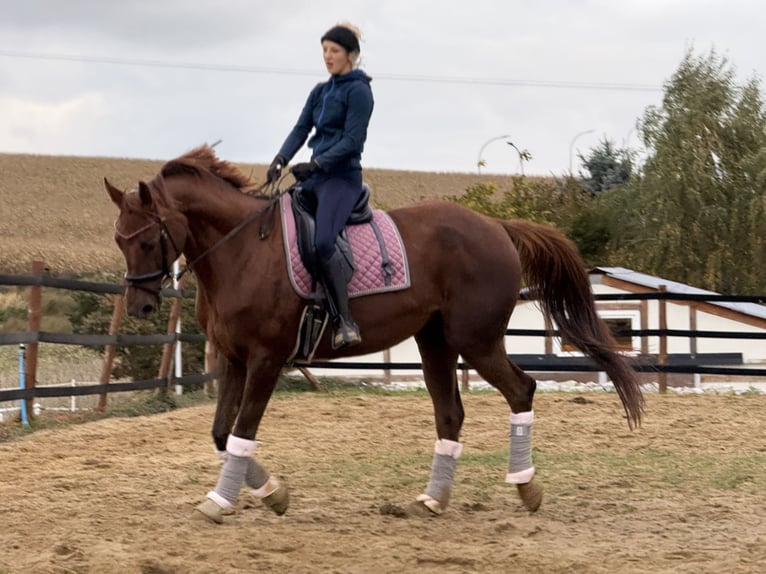 Weitere Warmblüter Stute 8 Jahre 175 cm Dunkelfuchs in Trzebnica