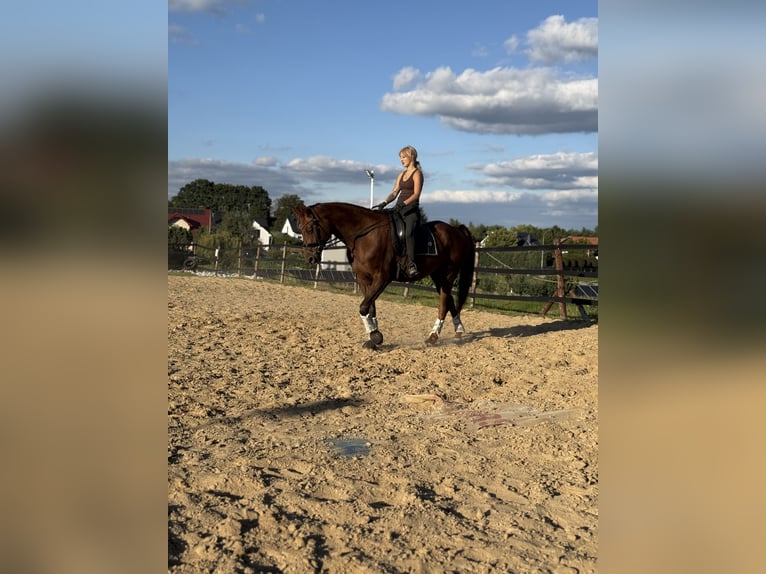 Weitere Warmblüter Stute 8 Jahre 175 cm Dunkelfuchs in Trzebnica