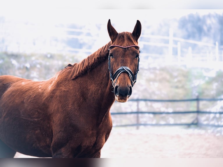 Weitere Warmblüter Stute 8 Jahre 175 cm Dunkelfuchs in Trzebnica