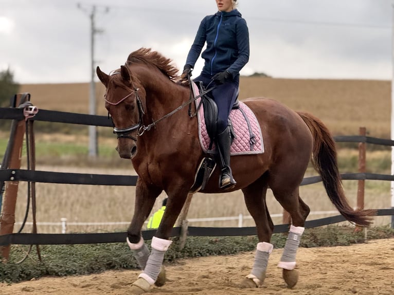 Weitere Warmblüter Stute 8 Jahre 175 cm Dunkelfuchs in Trzebnica