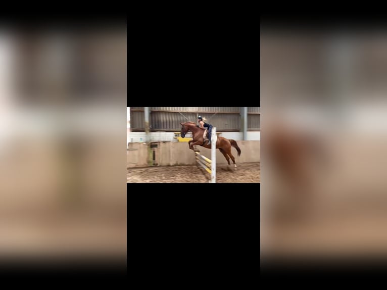 Weitere Warmblüter Stute 8 Jahre 178 cm Fuchs in Leese