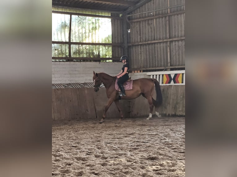 Weitere Warmblüter Stute 8 Jahre 178 cm Fuchs in Leese