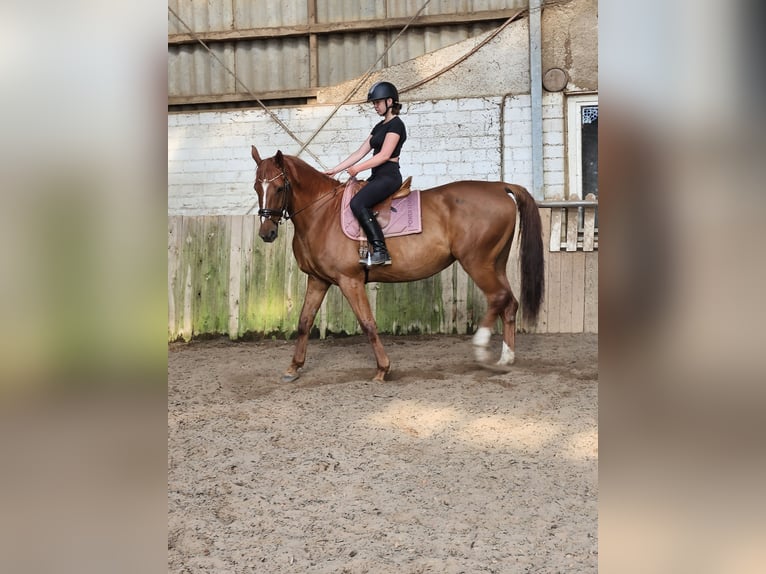 Weitere Warmblüter Stute 8 Jahre 178 cm Fuchs in Leese
