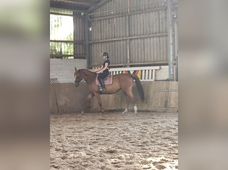 Weitere Warmblüter Stute 8 Jahre 178 cm Fuchs in Leese