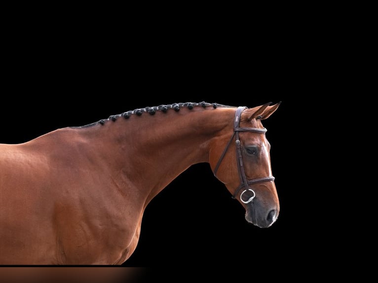 Weitere Warmblüter Stute 8 Jahre Brauner in Z&#xFC;lpich