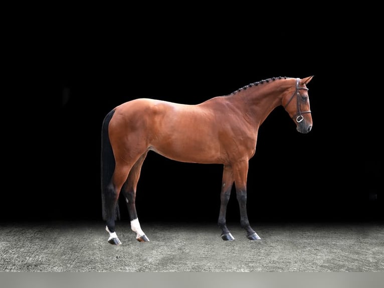 Weitere Warmblüter Stute 8 Jahre Brauner in Z&#xFC;lpich