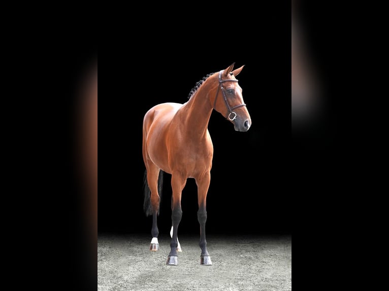 Weitere Warmblüter Stute 8 Jahre Brauner in Z&#xFC;lpich
